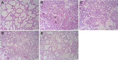 Formononetin Protects LPS-Induced Mastitis Through Suppressing Inflammation and Enhancing Blood-Milk Barrier Integrity via AhR-Induced Src Inactivation